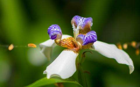 Discover A Thousand And One Orchids Next Spring In Paris